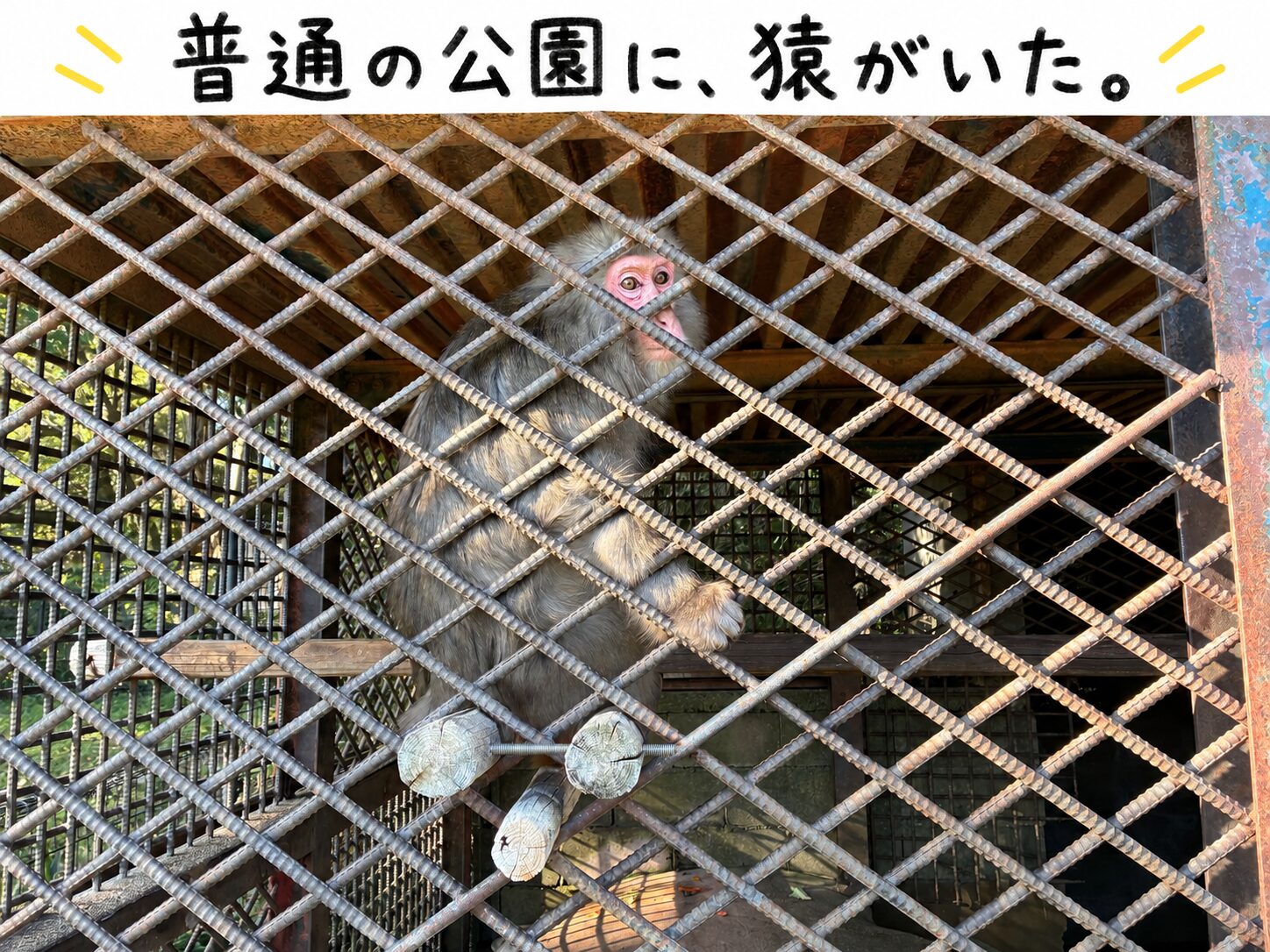公園で見かけた檻の中の猿